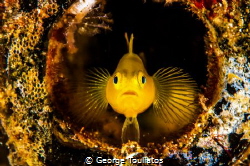 Yellow Goby by George Touliatos 